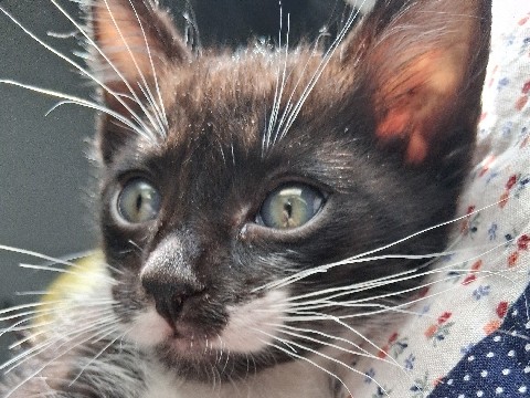 American Shorthair – oreo/re-name – San Jose