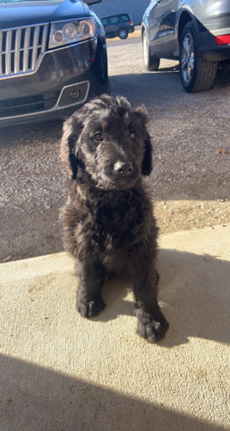 Goldendoodle Puppies