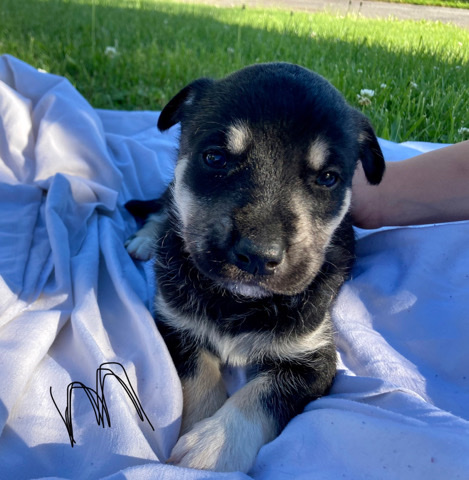 Rottweiler – Rottweiler/Siberian Husky mix