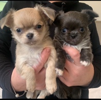 Chihuahua – 2 Male Long haired Chihuahua puppies