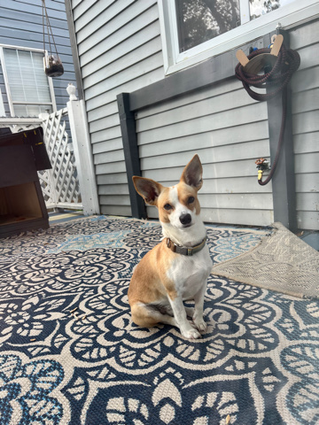 Jack Russell Terrier – friendly and train needs new home