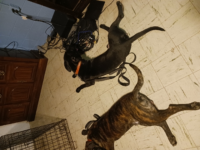 American Pit Bull Terrier – Two good boys