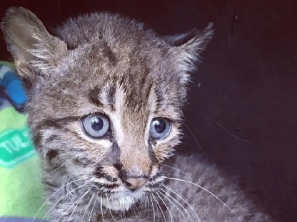  I have my class 3 wildlife license 