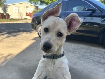 All - 6 month old puppy  available for adoption in San Antonio