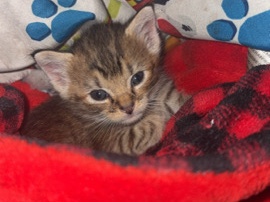 Kitten – Boiling Spring Lakes