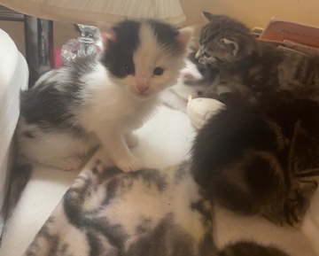 British Semi-longhair – tabby&black &whitekittens ready for reservation