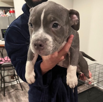 American Bulldog – American Bully Girl Vet checked and ready to go