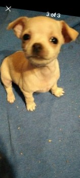 Chihuahua – chihuahuas