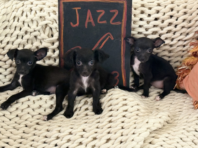 Chihuahua – Chihuahua – Sacramento