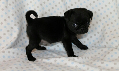 Pug – Akc pug puppies ready