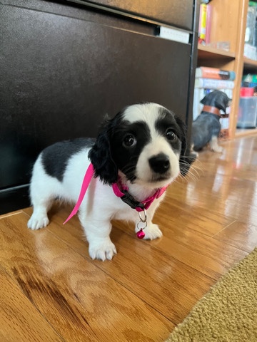 Dachshund – Beth is a miniature dachshund!!