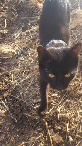 American Shorthair – needs a home