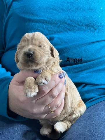 Angel