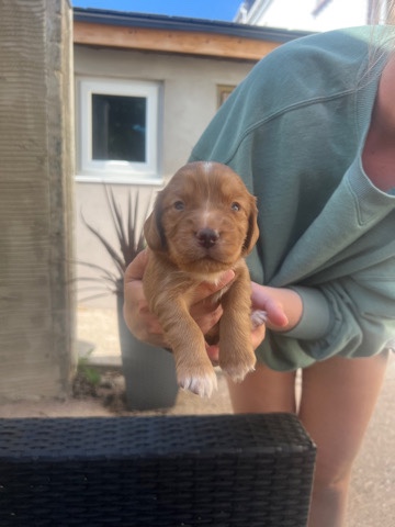 English Cocker Spaniel – beautiful working cocker puppies