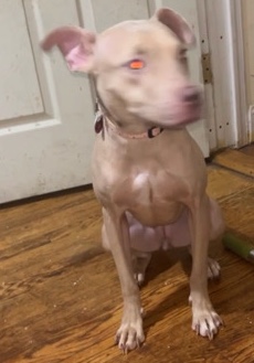 American Pit Bull Terrier – Female Pit