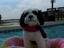 Mal-Shi – Rehoming my dog – Atlanta