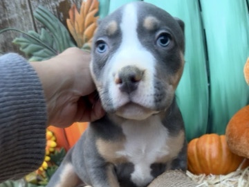 Bull Terrier – bully Puppies! – Sugar Creek