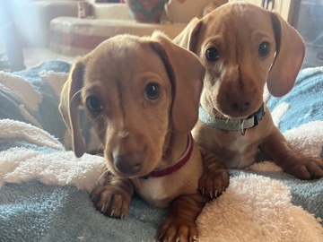 Dachshund – Dachshund Puppies – Bosque Farms