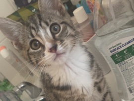 British Shorthair – kitten – Ipswich
