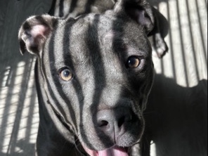 American Pit Bull Terrier – 🐾 2-Year-Old Pit Mix Looking for a Loving Home 🐾 – Houston