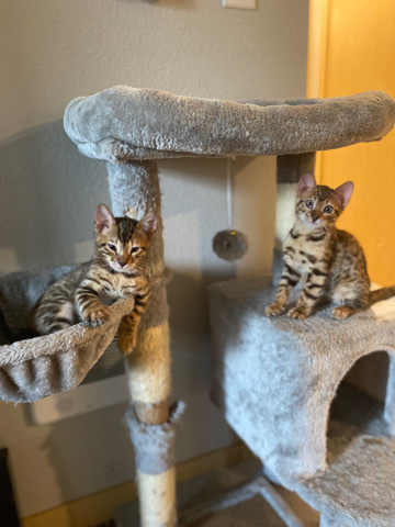 Bengal – Bengal Kittens