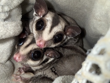 Sugar Glider – Forever Home for 2 Female Gliders – Genoa City