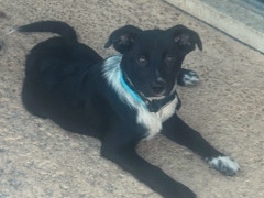 Mixed Breed – Australian Shepherd // Boarder Collie Mix – Tampa