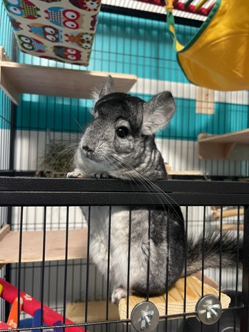 chinchilla – chinchilla with all supplies