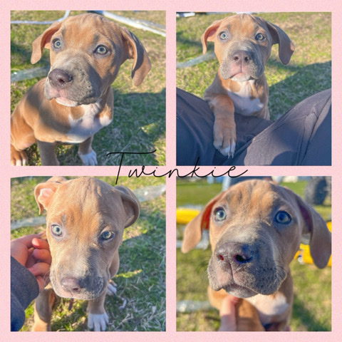 Rhodesian Ridgeback – puppy mix