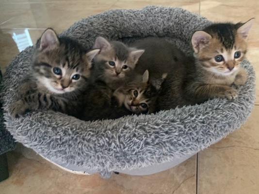 European Shorthair – Kittens for sell