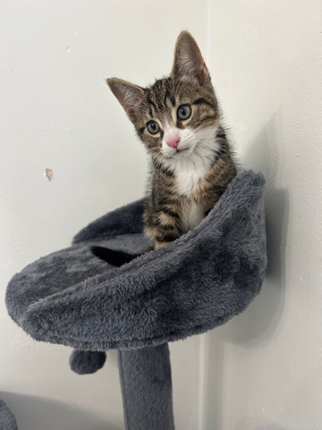 Male kitten 8 weeks💙