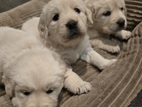 Golden Retriever – Golden Retrievers – Beaumont