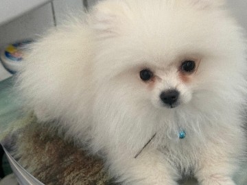 Pomeranian – 🐶 Pomeranian / Zwergspitz – Weiß – sucht neues Zuhause – München