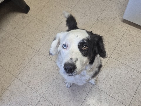 Australian Cattle Dog – free rehome but... – Pueblo