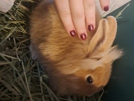 Lionhead – lapin tête de lion nain – Woluwe-Saint-Pierre