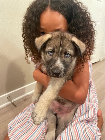 Siberian Husky – 8 wk Siberian Husky/German Shephard Puppy