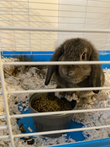 Mini Lop – 9 wk old Mini Lop in search of a new home!