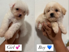 Poodle – puppies – Springville