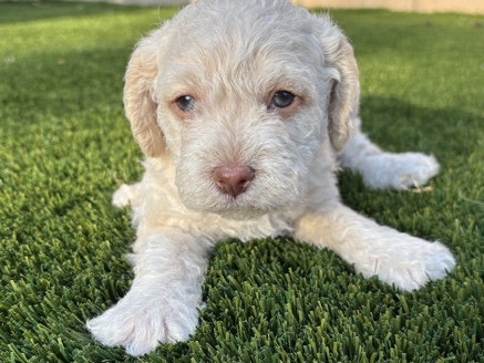 Maltipoo – Rehoming – San Jacinto