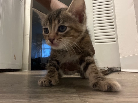 American Curl – butter cup💕