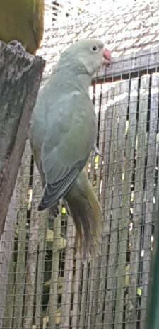 Indian Ringneck Parakeet – baby Indian ringneck