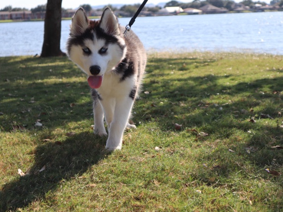 Siberian Husky – Looking to Find A Forever Home for Siberian Hus – Cresson