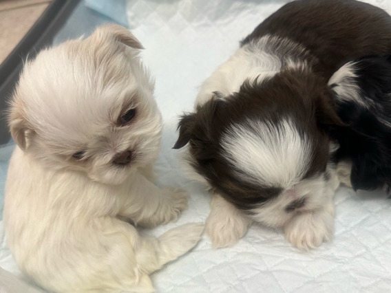 shihtzu puppies 