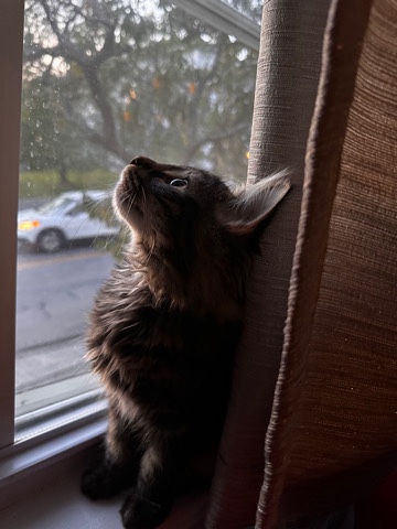 Norwegian Forest cat – Mel - Kitten