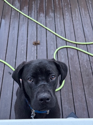 Cane Corso – Cane corso puppy for sale – Lynbrook