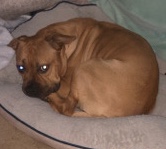 American Pit Bull Terrier – he’s a really good dog. great for family