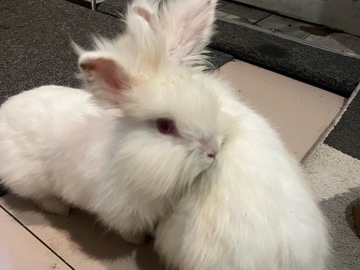 Lionhead – two gorgeous white lion head bunnies – Stoke-On-Trent
