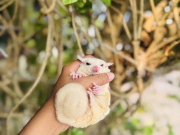 Sugar Glider – sugar glider – Kochi