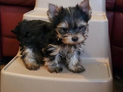 Yorkie puppies available – Milwaukee