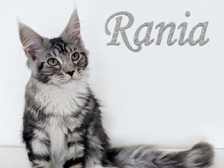 Maine Coon – MajestiPaws Rania | TICA Registered | Champion Sired – Greater London